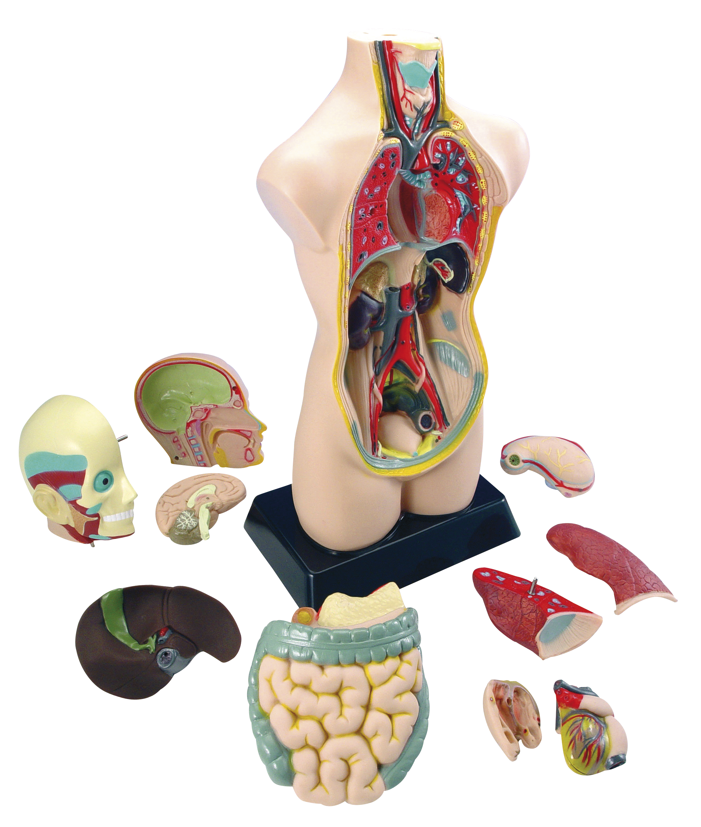 Torso Anatomie Modell groß ca. 50cm hoch 11 naturgetreue Teile